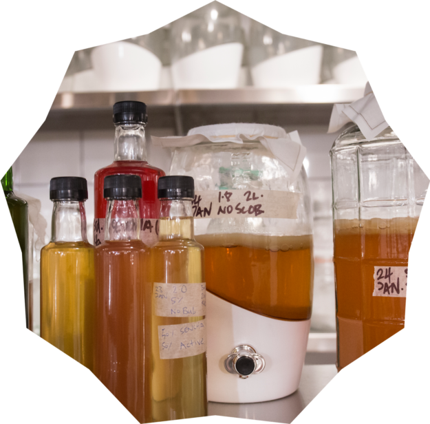 Introduction to Kombucha and its First Fermentation (Spanish)